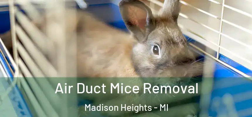  Air Duct Mice Removal Madison Heights - MI